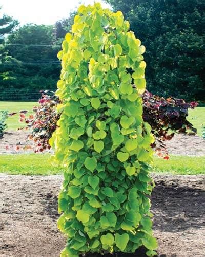 10+ Dwarf Redbud Tree Varieties – World of Garden Plants