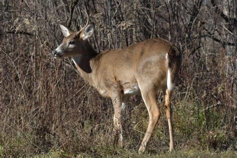 15 Wild Animals in Honduras [Wildlife in Honduras] - Kevmrc