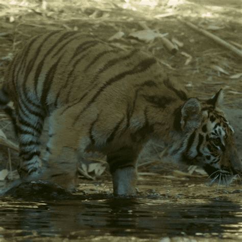 Tiger Cub Walking GIFs - Find & Share on GIPHY