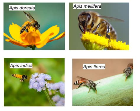 Species Of Honey Bees