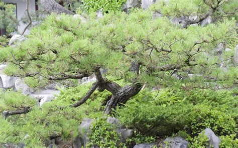 How to Grow and Care for Japanese Black Pine