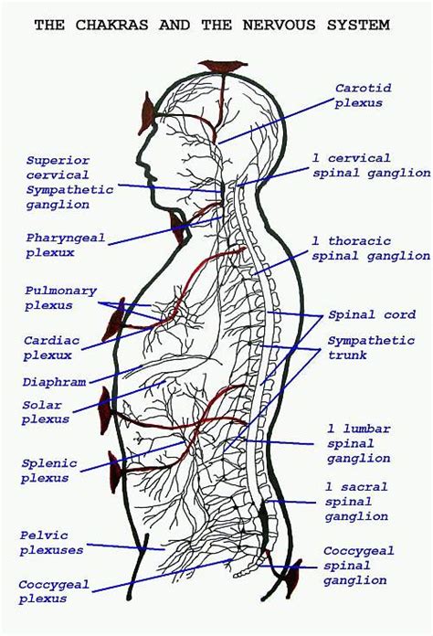 The Science and the anatomy of the Solar Plexus Chakra — Peak Body Integration