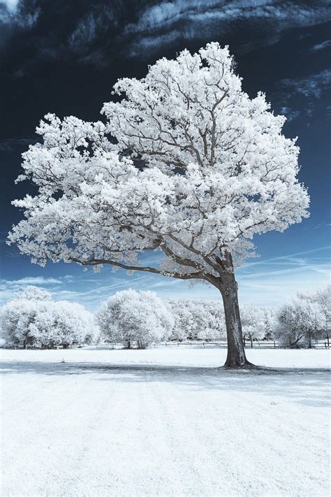 92 White Tree Wallpaper Hd Picture - MyWeb