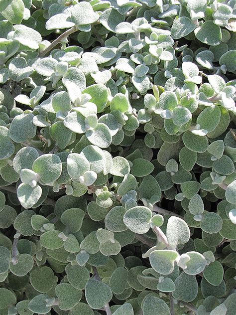 Licorice Plant (Helichrysum petiolare) in Ringoes Flemington New Hope ...