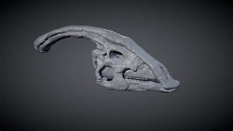 Parasaurolophus Skull - 3D model by tony-eight [e50deec] - Sketchfab