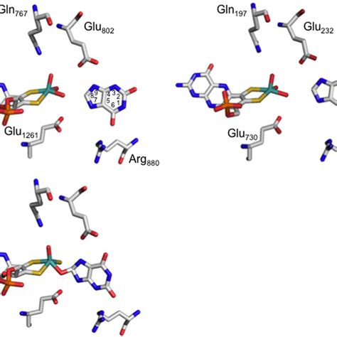 The structure of R. capsulatus xandhine dehydrogenase. Top panel, the... | Download Scientific ...