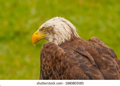 Eagle back Images, Stock Photos & Vectors | Shutterstock