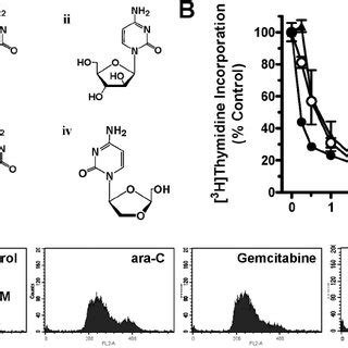 The effect of nucleoside analogues on DNA synthesis | Download Scientific Diagram