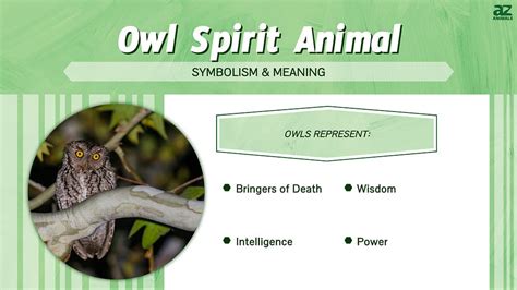 Owl Spirit Animal Symbolism & Meaning - A-Z Animals