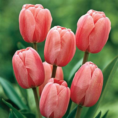 Breck's 25-Pack Pink Impression Darwin Hybrid Tulip Bulbs in the Plant ...