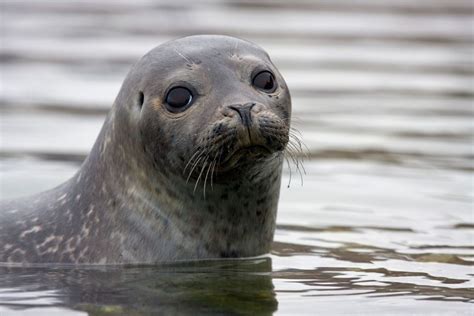 Wildlife in Norway: Your Guide to Wildlife Watching in Norway