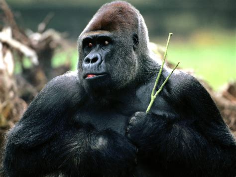 Download Ape Animal Gorilla Wallpaper