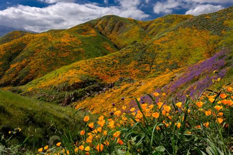 Best Places to See the California Superbloom - Best Alternatives to ...