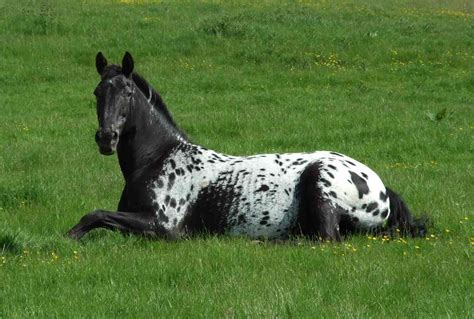 Photo Gallery - The Appaloosa