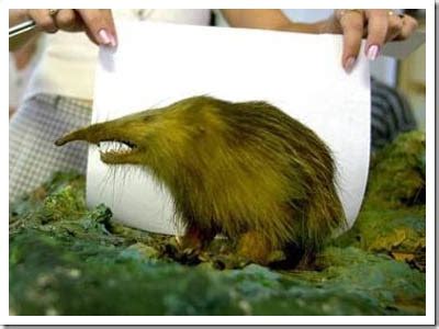 endangered friends: Cuban solenodon (Solenodon cubanus)