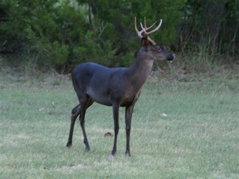 Whitetail Dear | Melanistic animals, Albino animals, Melanistic