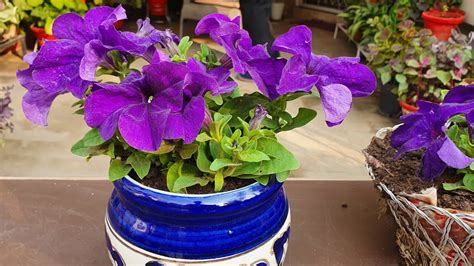 Petunia Care & best fertilizer to get maximum flowers in winters for a ...