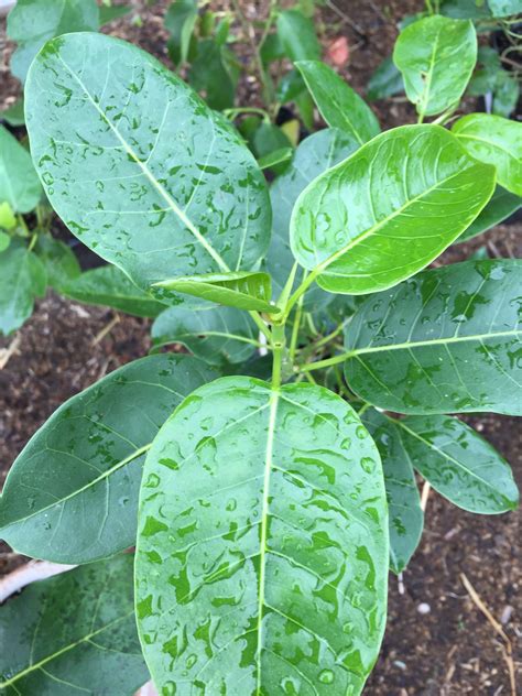 Ficus aurea | Ficus, Plants, Plant leaves