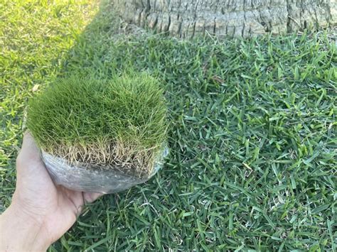 Zoysia Tenuifolia next to recently scalped Zoysia Japonica : r/Zoysia