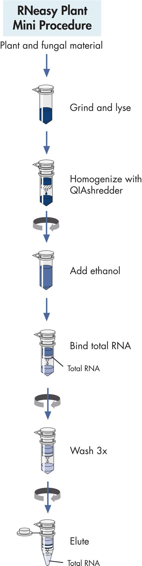 RNeasy Plant Mini Kit | Plant RNA Extraction | QIAGEN