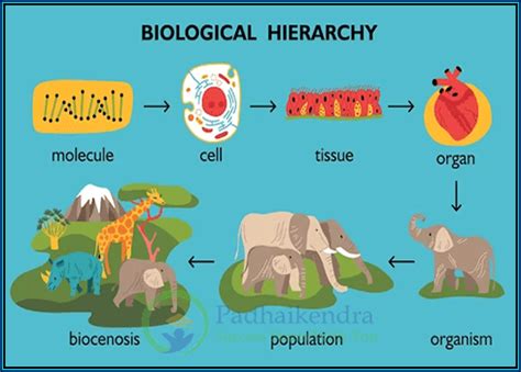 Animal tissue- Structure and types of animal tissue | Padhai Kendra