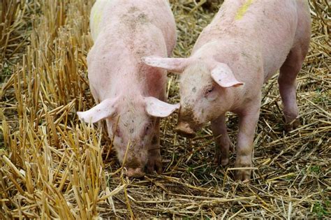 What is a Gilt Pig? (Care, Feeding, Replacement) | Informed Farmers