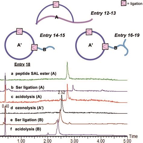 Planned peptide architectures via peptide ligation: side chain-to-side... | Download Scientific ...