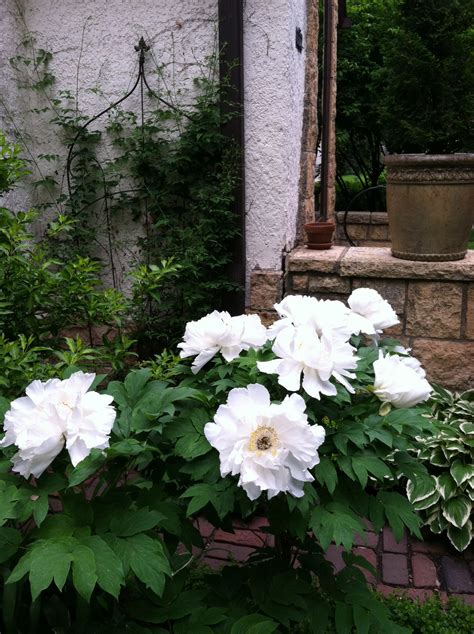 WHITE TREE PEONY | Landscape design, White tree, Peonies