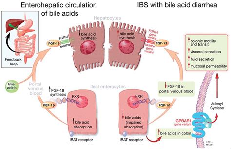 Enterohepatic circulation of bile acids in irritable bowel syndrome with diarrhea (IBS-D) : r ...