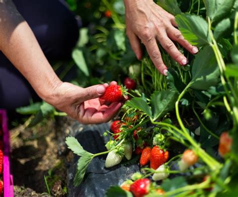 How to pick strawberries – follow these harvesting tips to ensure you don't damage the fruit or ...