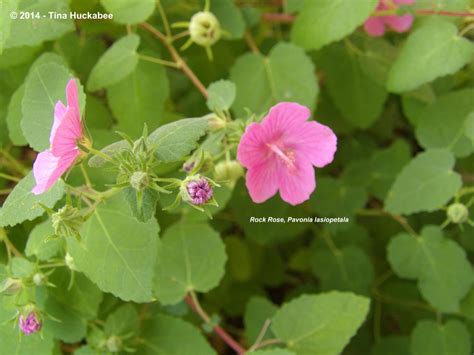 Texas Native Plant Week, 2014 | My Gardener Says…