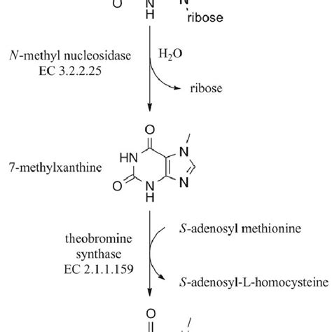 Synthesis of caffeine in the plants. | Download Scientific Diagram