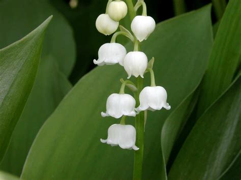 Convallaria majalis (Lily of the Valley) - World of Flowering Plants