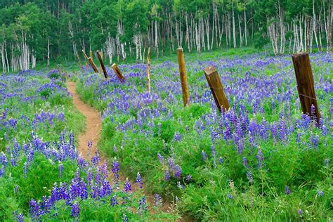 The Crested Butte Colorado Wildflower Festival