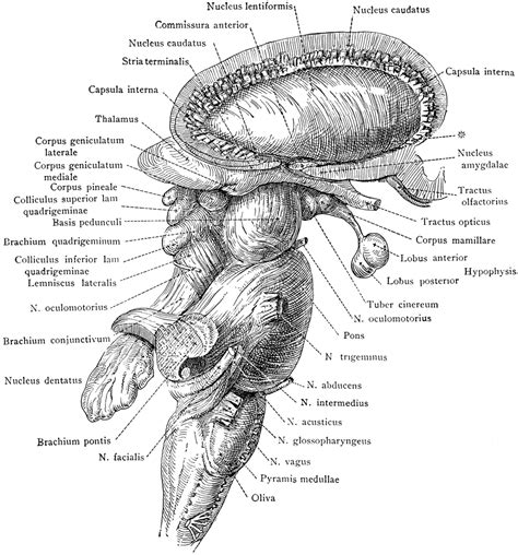 Brain Stem Diagram