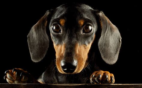 Dogs, Animal, Dachshund, HD wallpaper | Peakpx