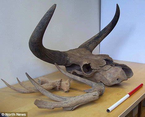 The History Blog » Blog Archive » Ooh! An aurochs skull!