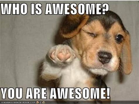 WHO IS AWESOME? YOU ARE AWESOME! | Funny animal memes, Puppies funny, Funny animals