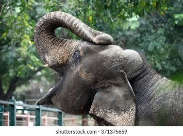 1,314 Elephant Open Mouth Images, Stock Photos & Vectors | Shutterstock