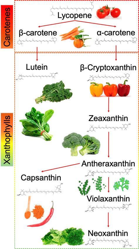 Biosynthesis and main sources of carotenoids. | Download Scientific Diagram