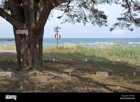 Tree and life saving buoy on the beach in Ahus, Sweden Stock Photo - Alamy