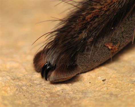 Turns Out, Spiders Have Tiny Paws, And It May Change The Way You Look ...