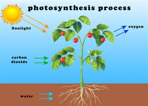 How Aquatic Plants Do Photosynthesis - Maison & Jardin