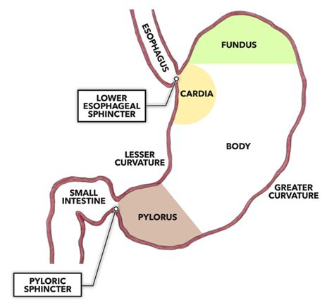 CrossFit | The Gastrointestinal System: Stomach Structure