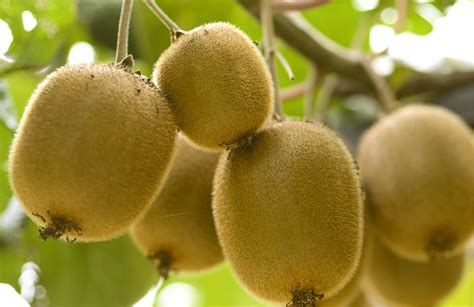 Kiwi Seeds - Natural Free-flowing - Cosmetic & Food Ingredient