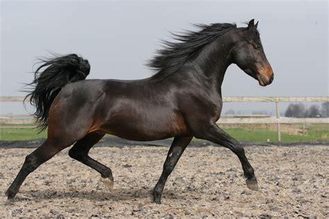 www.dutchmorganhorse.nl | Horses, Horse breeds, Morgan horse