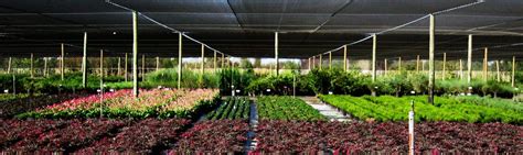 Northern California Wholesale Nursery | Wholesale Supplier of Quality Trees, Shrubs, Grasses and ...