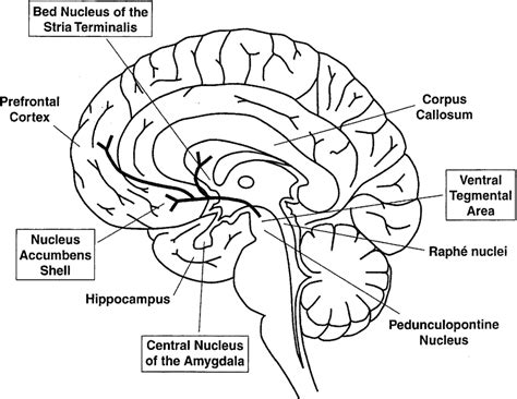 Schematic drawing of a midsagittal view of the human brain. Boxed terms ...