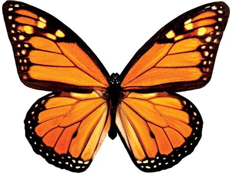 Blank Butterfly - ClipArt Best