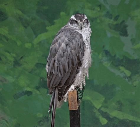 Pictures and information on Northern Goshawk